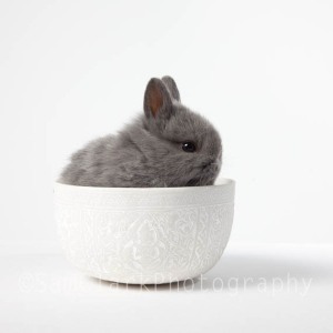 Baby Bunny in a Bowl