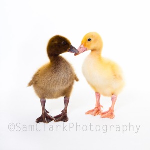 PETOGRAPHY - Ducks in Love