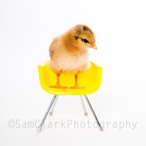 PETOGRAPHY - Chick on Chair