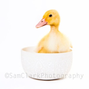 PETOGRAPHY - Yellow Duck in Bowl 2